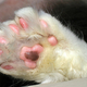 Image for article titled Scientists To Sequence Lil Bub's Genome